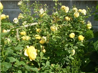 4abc3a07-Picture 404.jpg